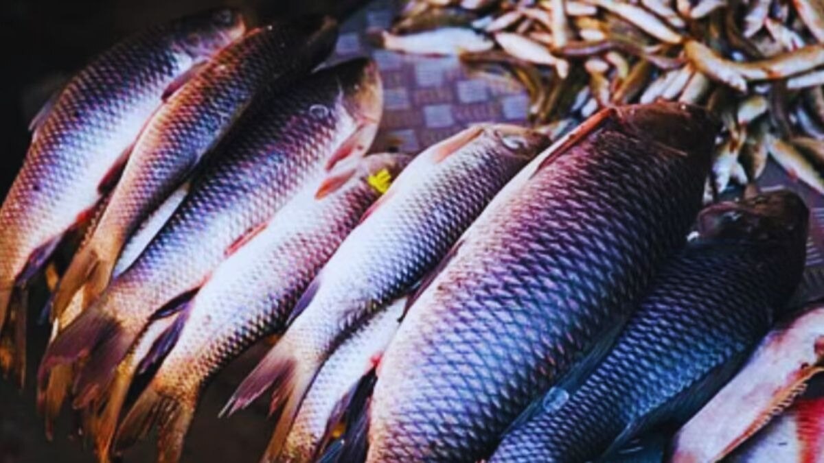 MPEDA: 2030 तक दोगुना हो जाएगा फिश फूड आइटम का एक्सपोर्ट, एमपीडा इस प्लान पर कर रहा काम 