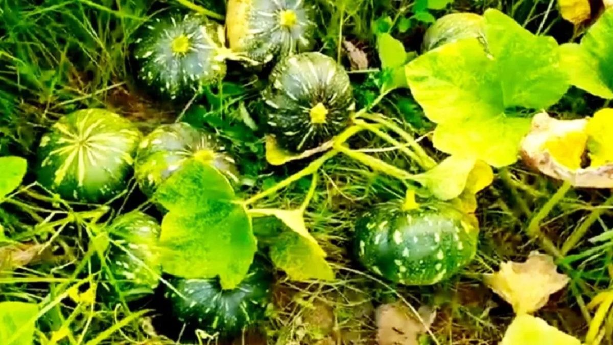 कद्दू की खेती