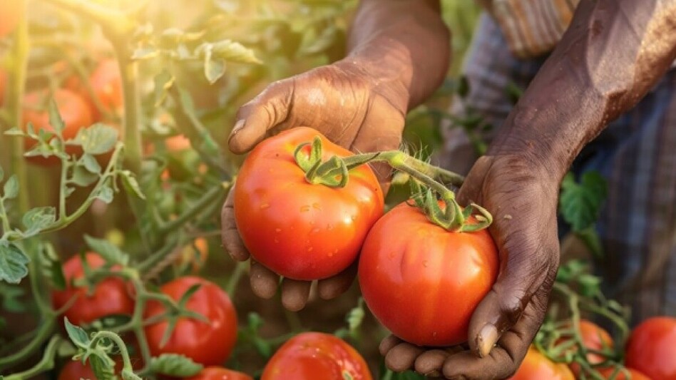 इस फसल पर अमेरिकी कीट का खतरा, खेतों में पहचान कर तुरंत करें ये उपाय इस फसल पर अमेरिकी कीट का खतरा, खेतों में पहचान कर तुरंत करें ये उपाय