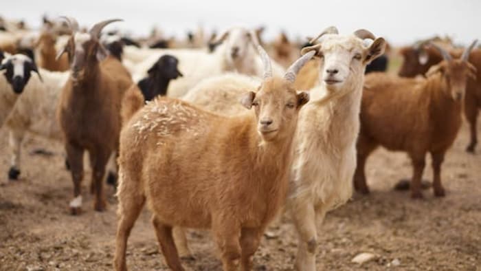 विदेशी नस्ल की बकरियां