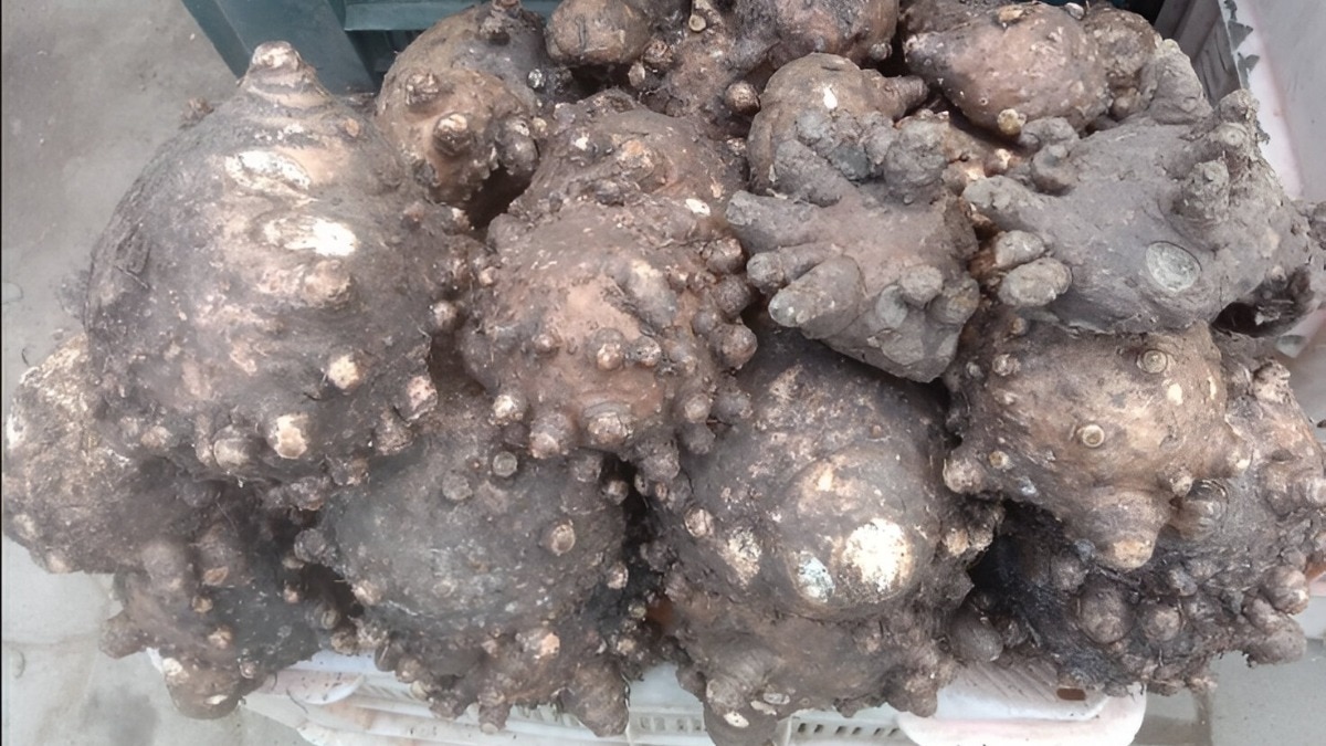 सूरन की खेती