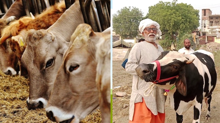 यूपी में पशुपालकों को बढ़ावा देने की तैयारी (Photo-Kisan Tak)