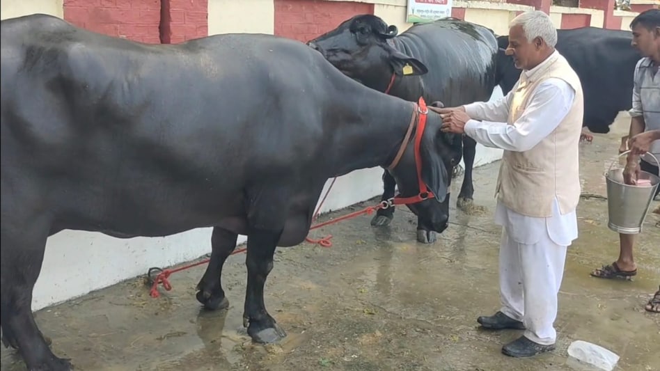 Animal Care: नया पशु खरीदने से पहले जरूर कराएं ये 3 टेस्ट, अप्रैल में ऐसे खिलाएं नई तूड़ी   Animal Care: नया पशु खरीदने से पहले जरूर कराएं ये 3 टेस्ट, अप्रैल में ऐसे खिलाएं नई तूड़ी