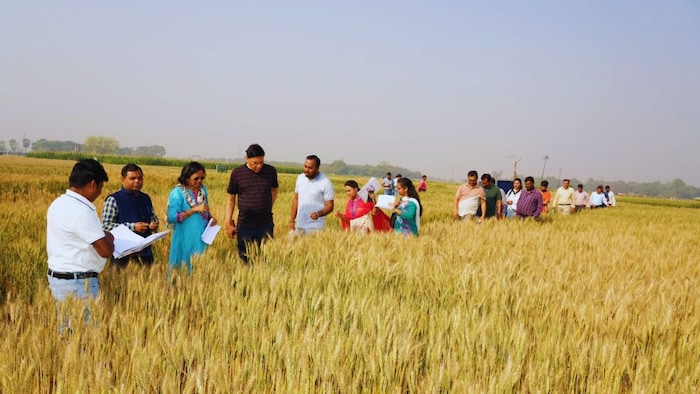 'वैज्ञानिकों ने' खोजी गेहूं की 'सुपर किस्में'