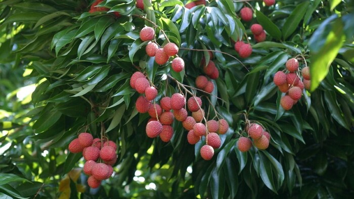 लीची की खेती के टिप्स