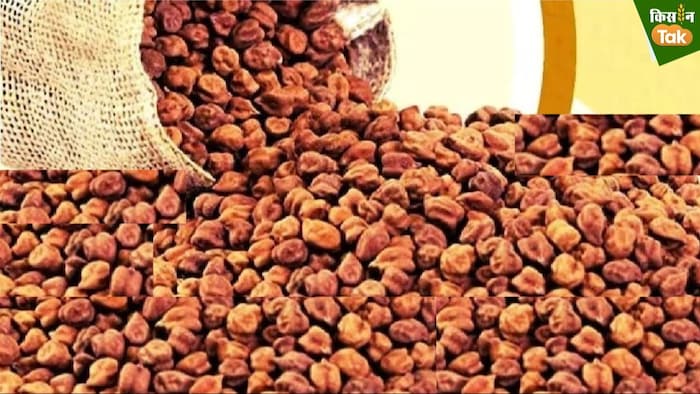 भारत ब्रांड चना दाल सप्लाई के लिए केंद्र को चना की जरूरत है.