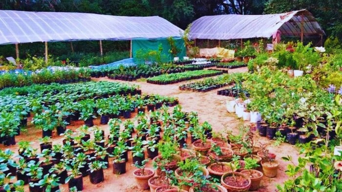 नर्सरियों के नियमों में बदलाव