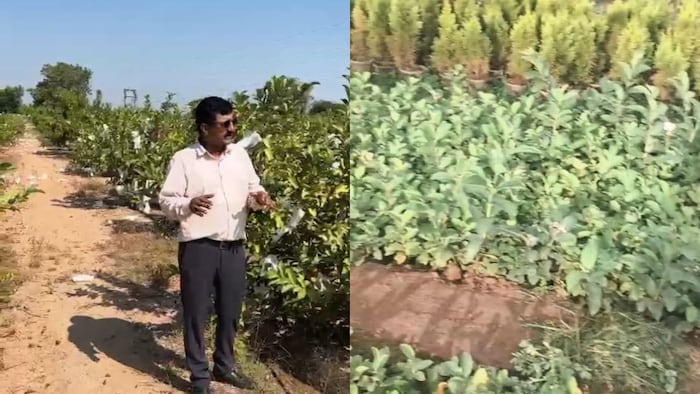 बंजर जमीन से करोड़ों की कमाई