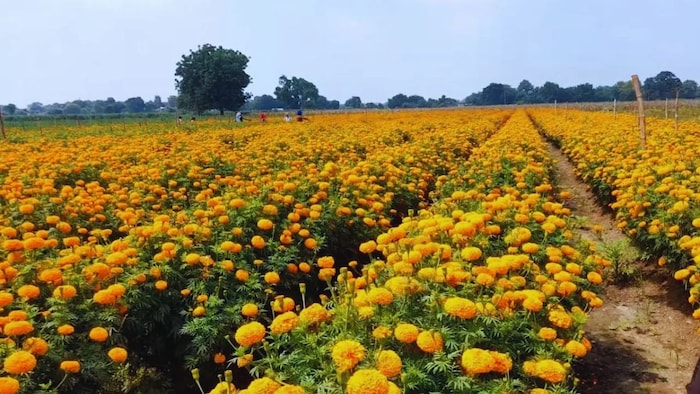 गेंदे की खेती