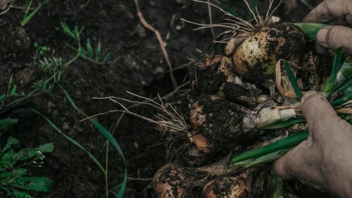 महाराष्ट्र में बढ़ा प्याज की खेती का रकबा