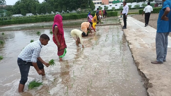 उत्तर प्रदेश कृषि विभाग ने किसानों से साठा धान की बुवाई नहीं करने को कहा है.