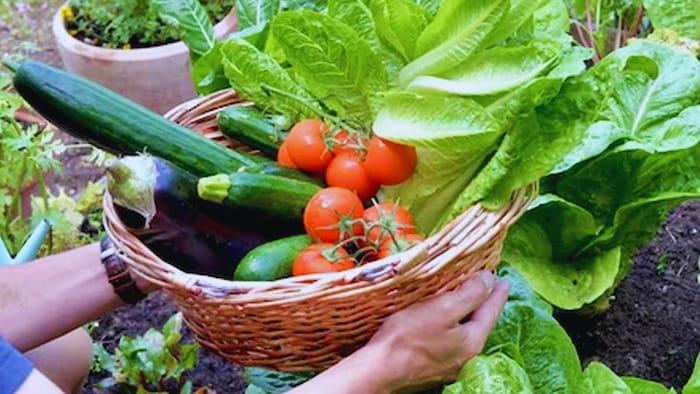 स्वर्णा शीतल किस्म