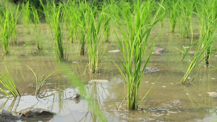 पंजाब मेंं धान की रोपाई समय से पहले करने पर घबराए विशेषज्ञ