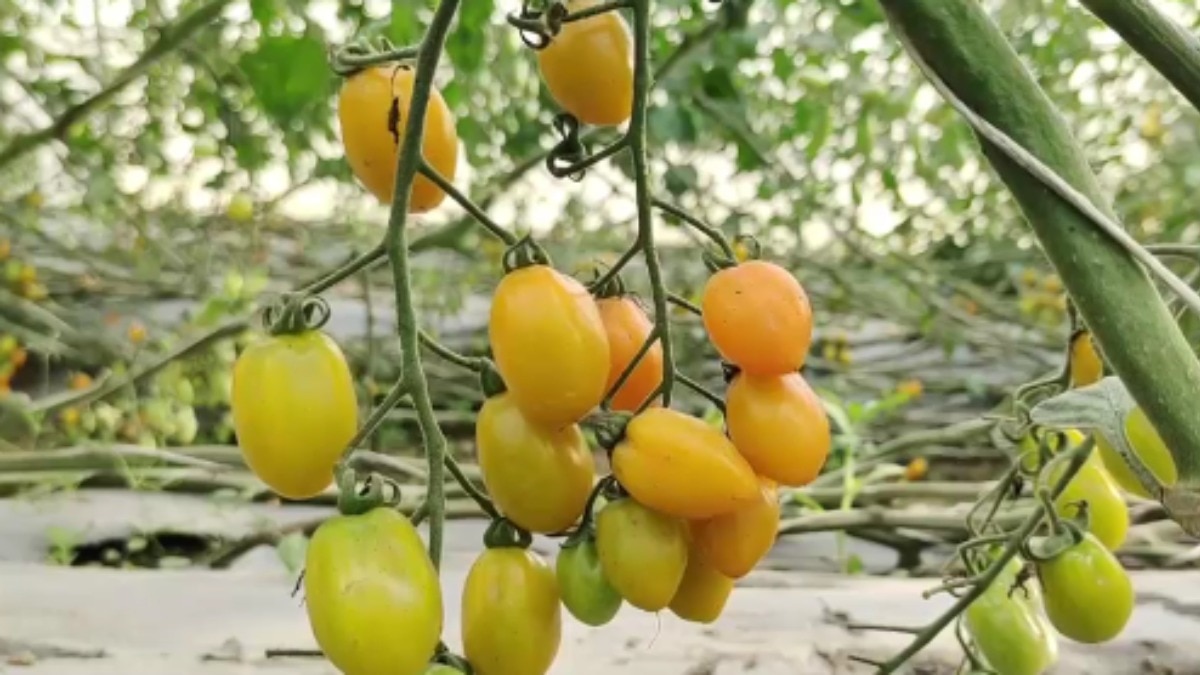Cherry Tomato Farming