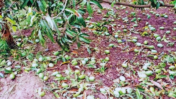 तेज आंधी-बारिश से फसलों को भारी नुकसान