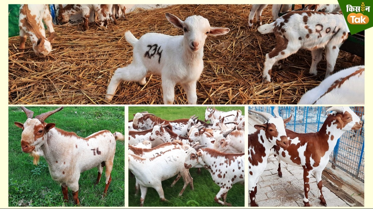 Goat Farming: ब्रीडर बकरे में हैं ये 10 खूबियां, तो साल में दो बार हेल्दी बच्चे देगी बकरी 