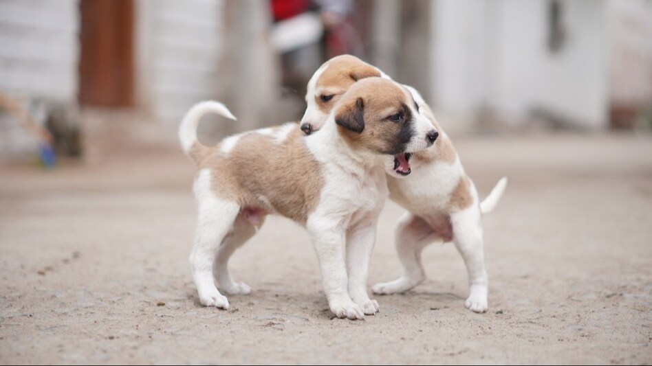 Dog Bite: गली-सड़क पर कुत्तों के लिए करें ये चार खास काम, फिर किसी पर नहीं करेंगे हमला Dog Bite: गली-सड़क पर कुत्तों के लिए करें ये चार खास काम, फिर किसी पर नहीं करेंगे हमला