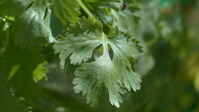 राजस्थान में धनिया की खेती से मुंह मोड़ रहे हैं किसान