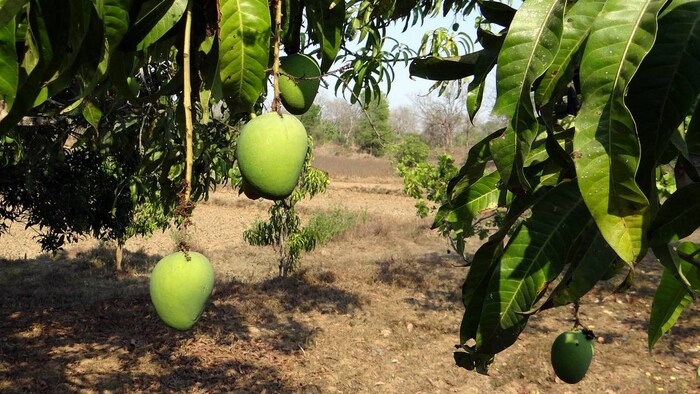 अब ग्राहक खाएंगे सिर्फ असली हापुस