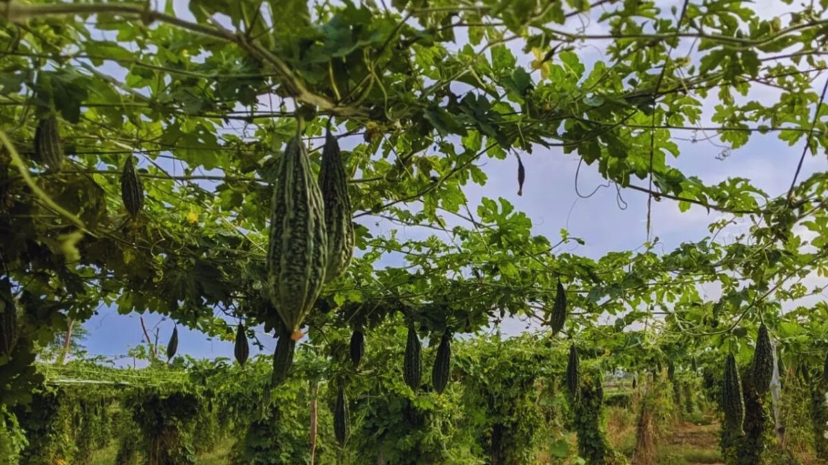 करेले की स्टार किस्म