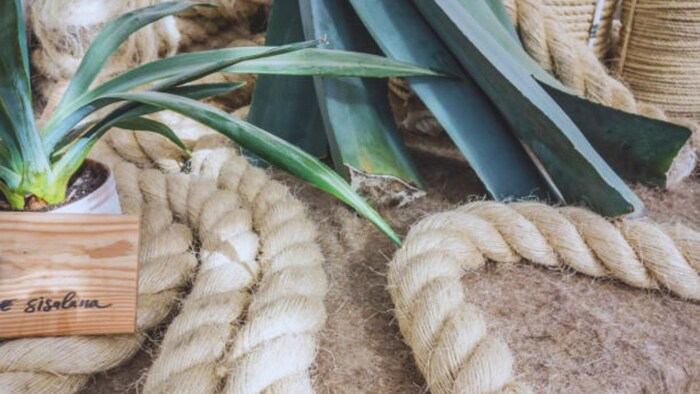 सिसल के पत्तों का इस्तेमाल