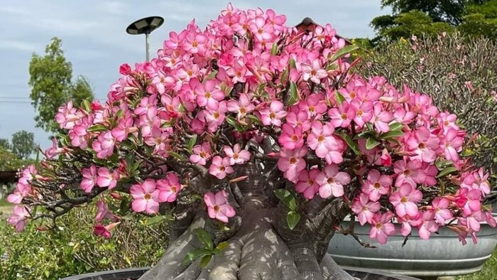 Adenium Plant
