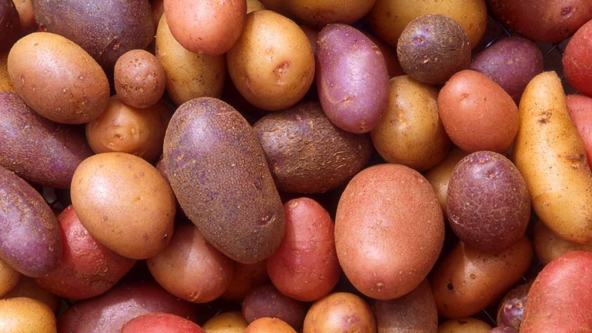 महाराष्ट्र के किसान को मिली बड़ी सफलता