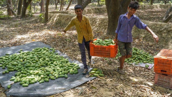 kesar mango production
