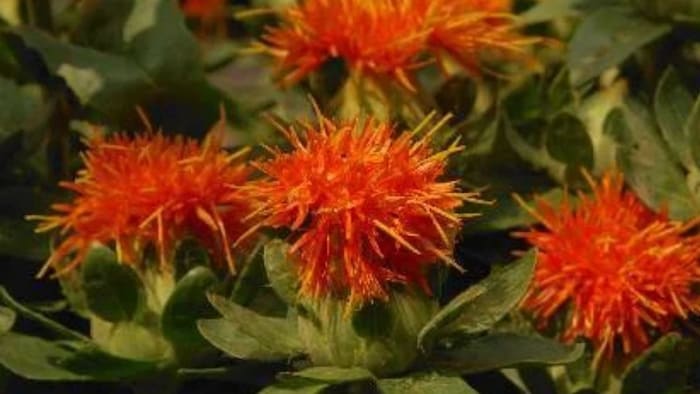 कुसुम की खेती कर कमा सकते हैं लाखों का मुनाफा