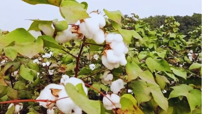 घट सकती है कपास की पैदावार