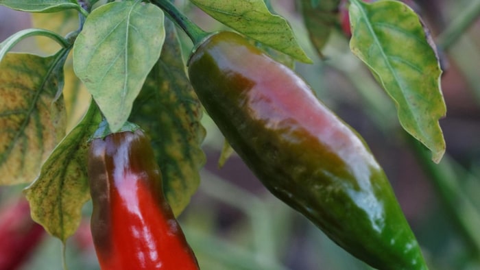 भारत में मिर्च के बिना खाना है अधूरा