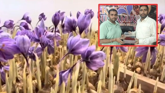 हिसार के दो किसान भाई कर रहे हैं केसर की खेती