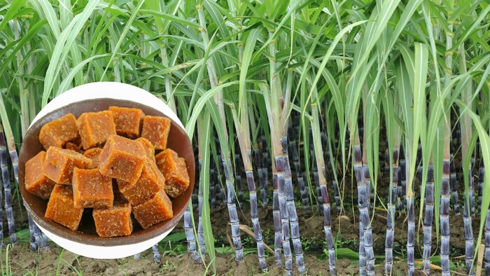 Organic Sugarcane Farming