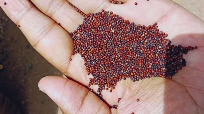 नकली सरसों