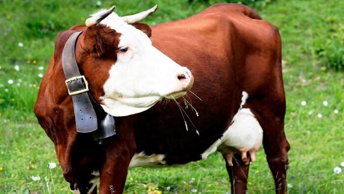 खेत में घुसी गाय, तो मालिक ने ले ली जान