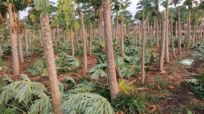 महाराष्ट्र के कई हिस्सों में बेमौसमी बारिश