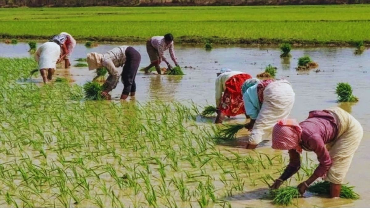 Paddy Variety: हर हाल में बंपर उत्पादन की गारंटी! करें इन 5 किस्मों की बुवाई Paddy Variety: हर हाल में बंपर उत्पादन की गारंटी! करें इन 5 किस्मों की बुवाई