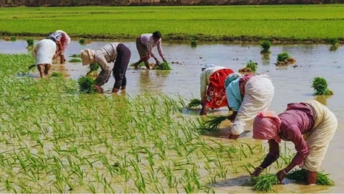 paddy farming