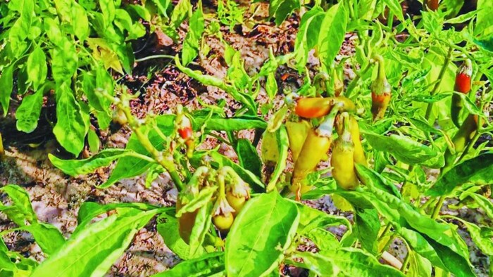 तिंवरी-मथानिया मिर्च को मिलेगा GI Tag