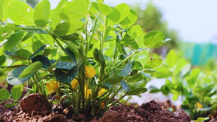 किस फसल की वैरायटी है वशिष्ठ