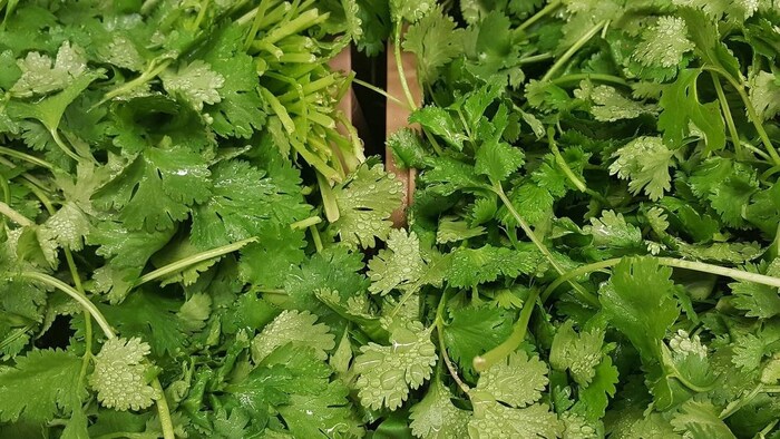 महाराष्ट्र में धनिया ने बढ़ाई किसानों की टेंशन