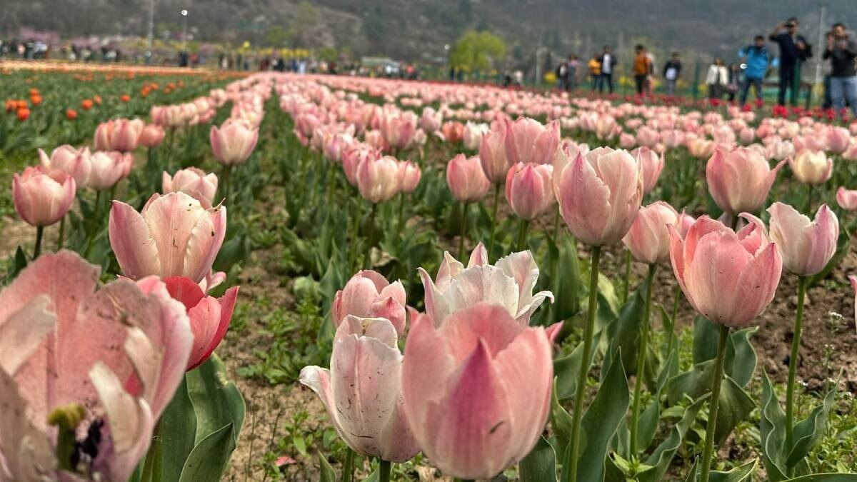 कश्‍मीर में एक और ट्यूलिप गार्डन, कभी आतंकियों के गढ़ रहे कोकरनाग में फैल रही है खुशबू  