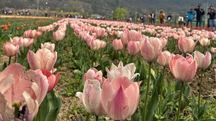 दक्षिण कश्मीर में भी फैल रही ट्यूलिप की खूशबू