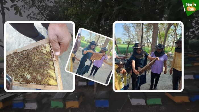 मधुमक्खी के जहर से कमाई