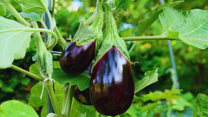 बैंगन की सुप्रिया किस्म