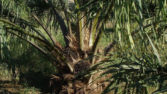 ऑयल पाम में कीमतों में इजाफा