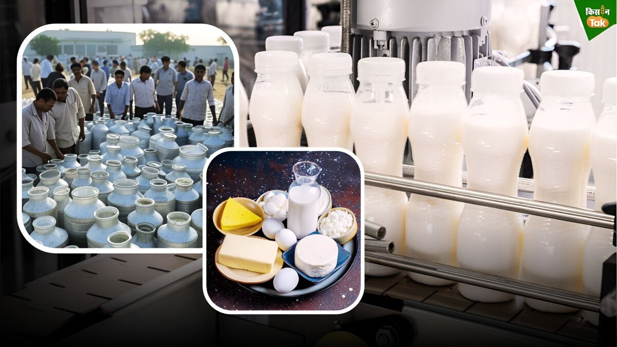 भारतीय डेयरी फर्मों को होने वाला है फायदा