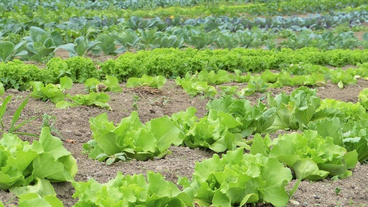 प्रतीकात्मक तस्वीर