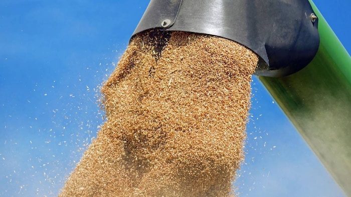 मंडियों में नए गेहूं की आवक से दाम में तेजी