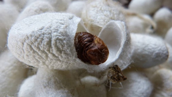 महाराष्ट्र के किसान करेंगे सिल्क की खेती